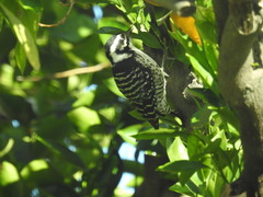 Dryobates nuttallii