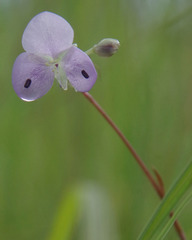 Murdannia gigantea