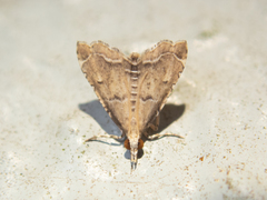 Diplopseustis