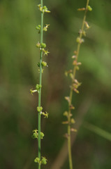 Stackhousia intermedia
