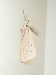 Laelia anamesa