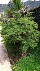 Escallonia myrtilloides