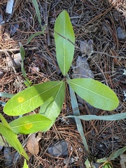 Geobalanus oblongifolius image