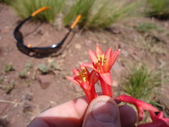 Zephyranthes graciliflora