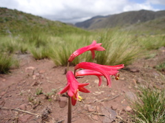 Zephyranthes graciliflora