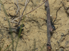 Camponotus distinguendus