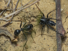 Camponotus distinguendus