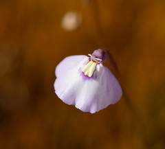 Utricularia grampiana