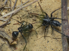 Camponotus distinguendus