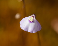 Utricularia grampiana