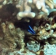 Pseudochromis springeri