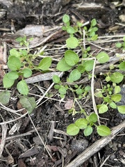 Stellaria media