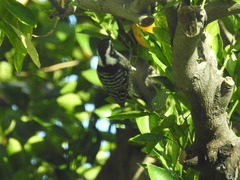 Dryobates nuttallii
