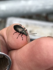 Tanychilus