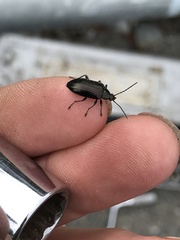 Tanychilus
