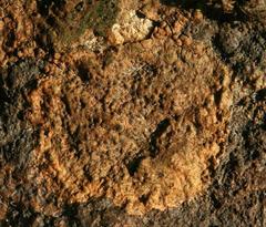 Ionaspis lacustris