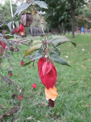 Callianthe megapotamica