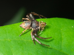 Strigoplus guizhouensis