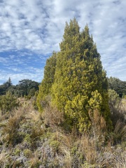Halocarpus