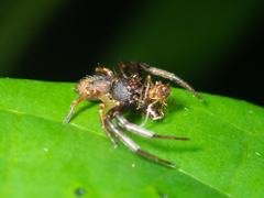 Strigoplus guizhouensis