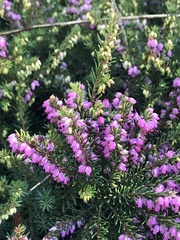 Erica carnea