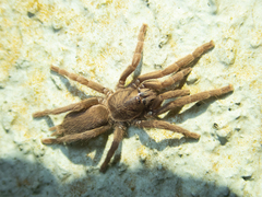 Phlogiellus