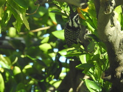 Dryobates nuttallii