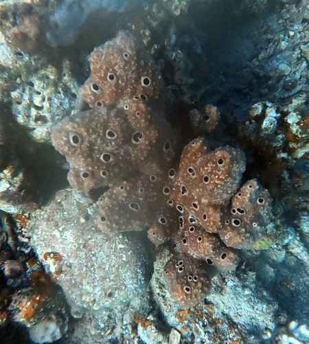 Diacarnus levii