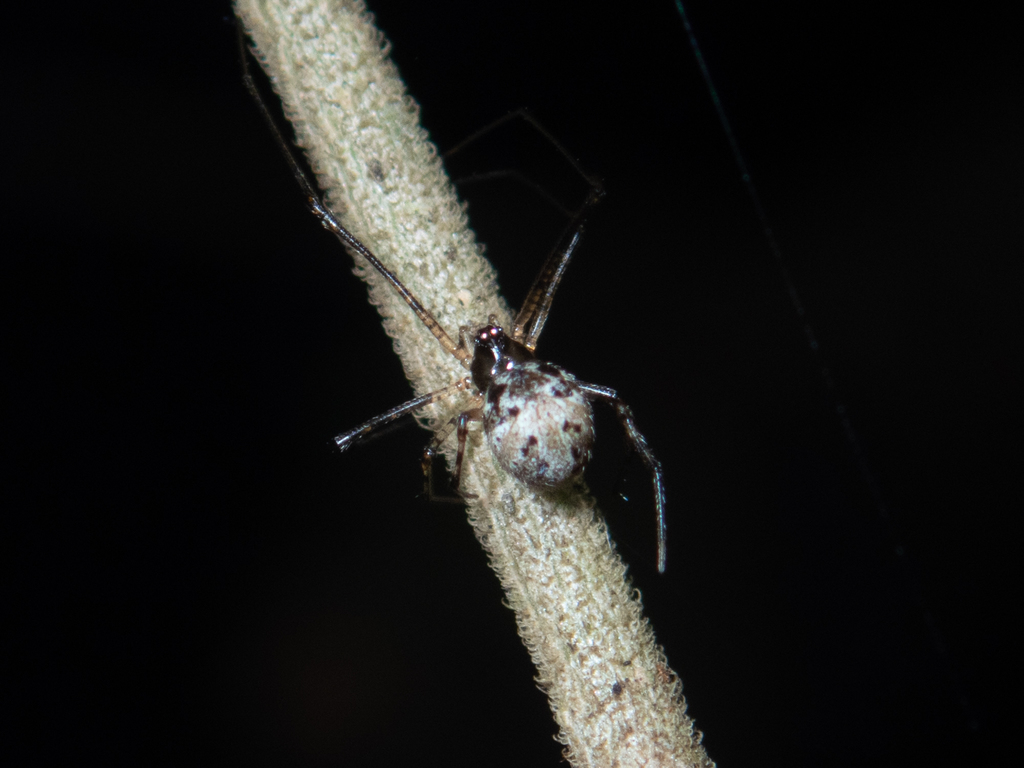 Platnickina obscurata