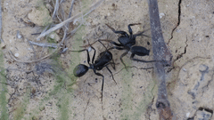 Camponotus distinguendus