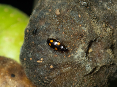 Dolichoctis rotundata
