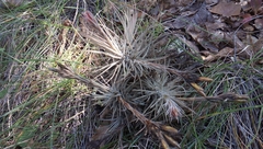 Tillandsia plumosa