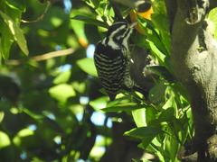 Dryobates nuttallii