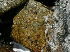 Ionaspis lacustris