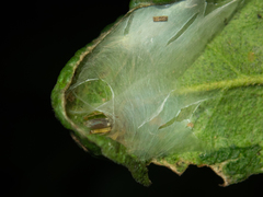 Pristidia cervicornuta