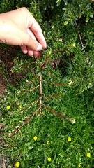 Escallonia myrtilloides
