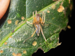 Pristidia cervicornuta