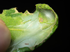 Pristidia cervicornuta