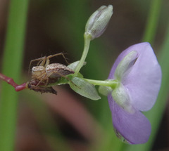Murdannia gigantea