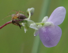 Murdannia gigantea