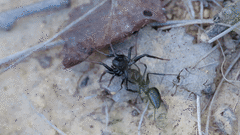 Camponotus distinguendus