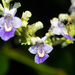 Vitex - Photo (c) Colin Chiu, some rights reserved (CC BY-NC), uploaded by Colin Chiu