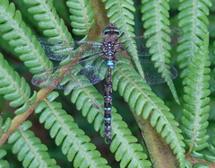 Rhionaeschna marchali