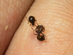 Phycosoma flavomarginatum