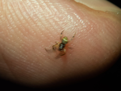 Parasteatoda cingulata