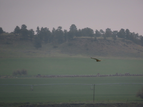Short-eared Owl