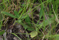 Platostoma longicorne
