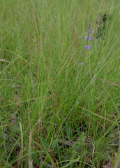 Platostoma longicorne
