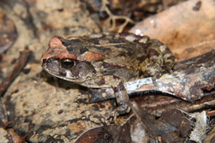 Sclerophrys pardalis