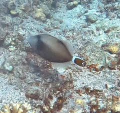 Sufflamen albicaudatum